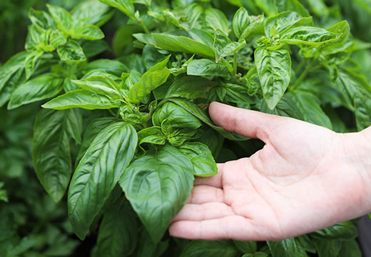 Basil plant 